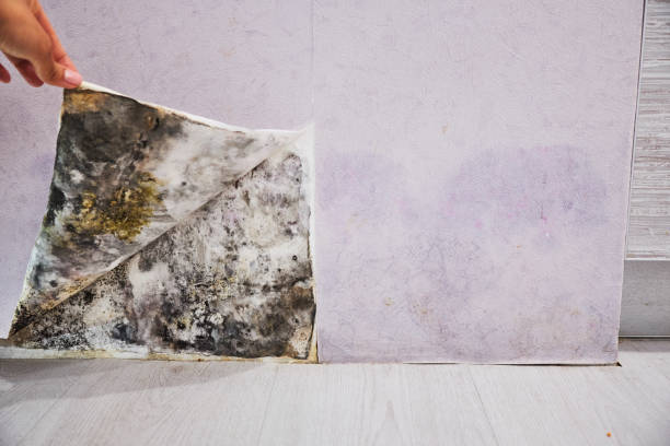 Best Same-Day Mold Removal  in Newport, SC